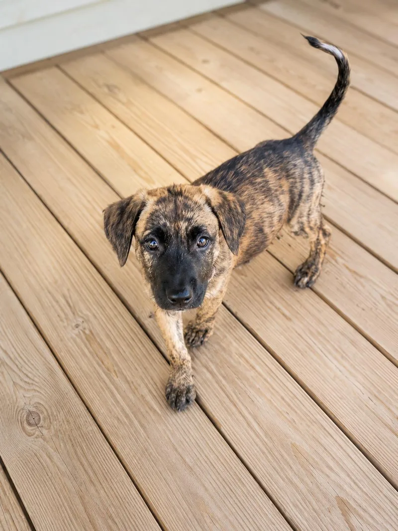 A baby medium-sized female Brindle Shepherd dog named Holly for adoption in Houston, TX