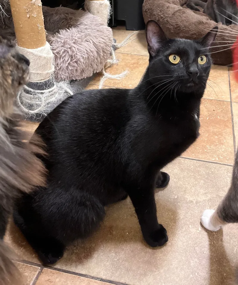 A young medium-sized female Black Bombay cat named Csi Sara Sidle for adoption in HEMET, CA