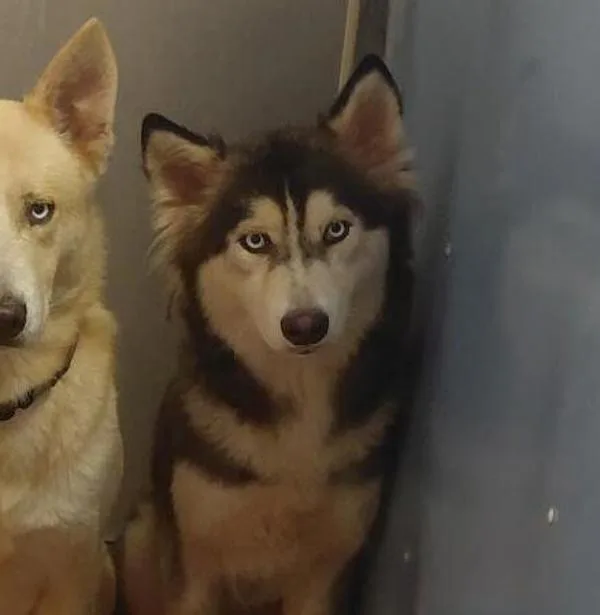 An adult large-sized female Siberian Husky dog named Chiquita for adoption in San Diego, CA