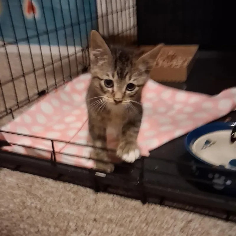 A baby small-sized male Black Domestic Short Hair cat named Theodore for adoption in Springfield, IL