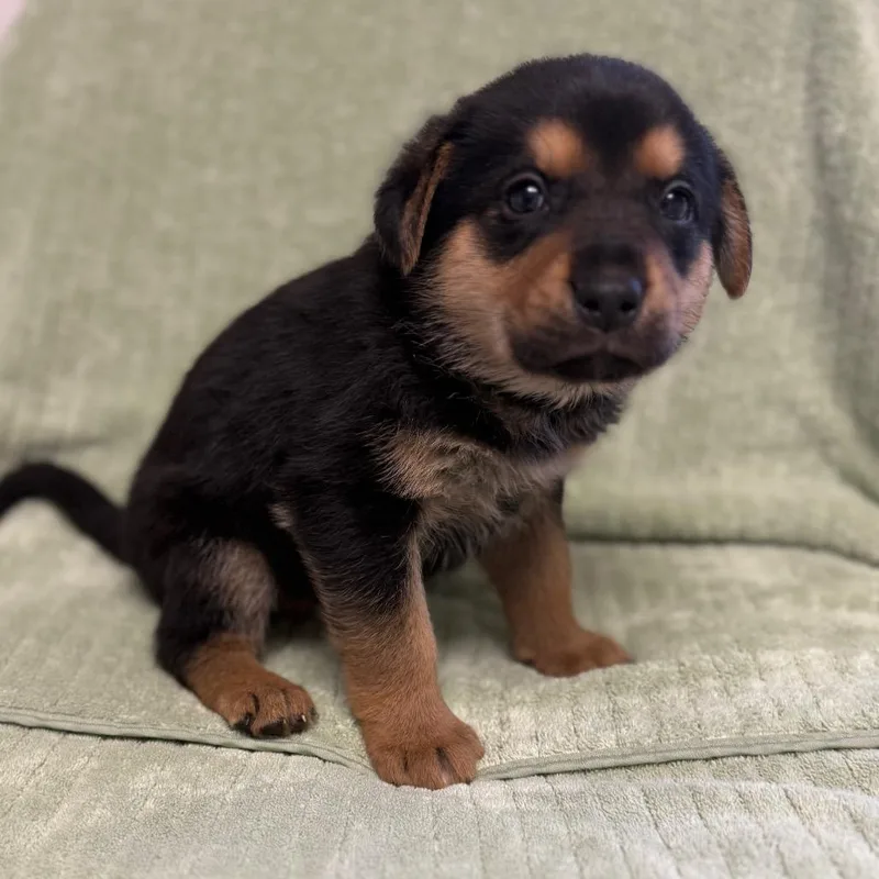 A baby medium-sized female Black Labrador Retriever dog named Penne for adoption in St. Peters, MO
