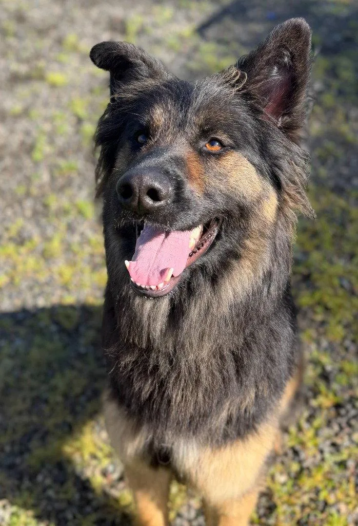 Zuri