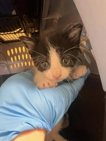 A baby small-sized male Domestic Short Hair cat named Poe for adoption in Honolulu, HI