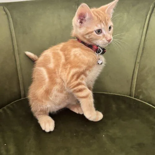 A baby small-sized male Orange / Red Domestic Short Hair cat named Nick for adoption in Canal Winchester, OH