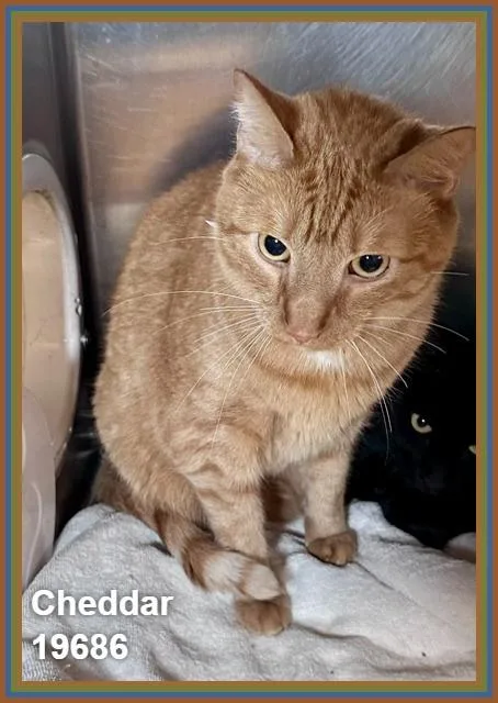 An adult extra large-sized male Tabby (Orange / Red) Domestic Short Hair cat named Cheddar for adoption in Marietta, GA