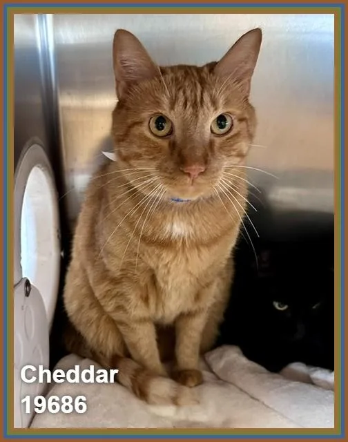 Cheddar thumbnail 3