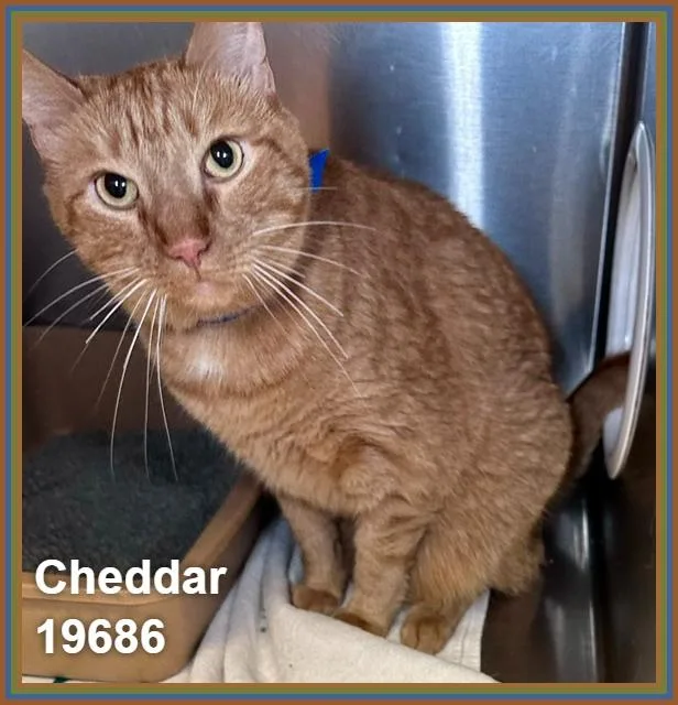 Cheddar thumbnail 6