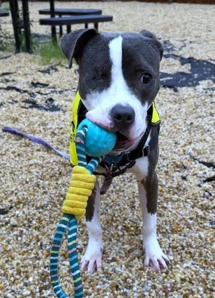 An adult large-sized male Mixed Breed dog named Todd for adoption in Washington, DC