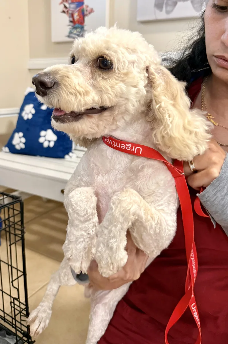 A young small-sized female White / Cream Miniature Poodle dog named Mini Poodle Elo Hypoallergenic for adoption in Boca Raton, FL