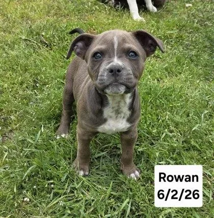 Rowan