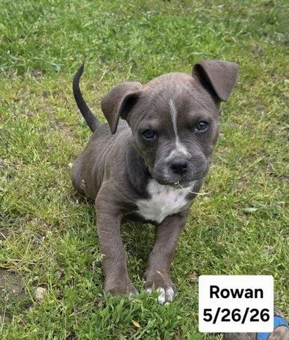 Rowan thumbnail 2