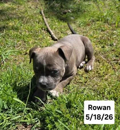 Rowan thumbnail 3