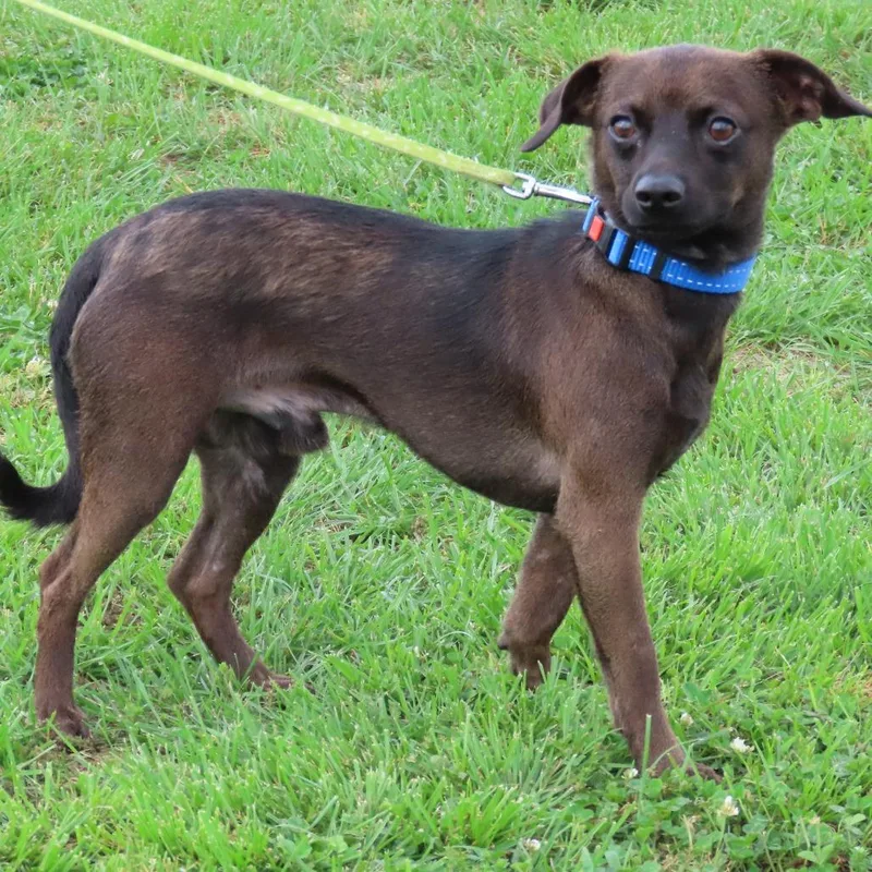 An adult small-sized male Black Chihuahua dog named Roar for adoption in Jackson, MO