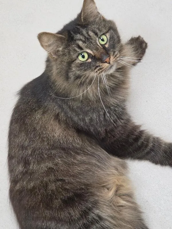 An adult medium-sized female Tabby (Tiger Striped) Domestic Long Hair cat named Eleanor for adoption in Bluffton, IN