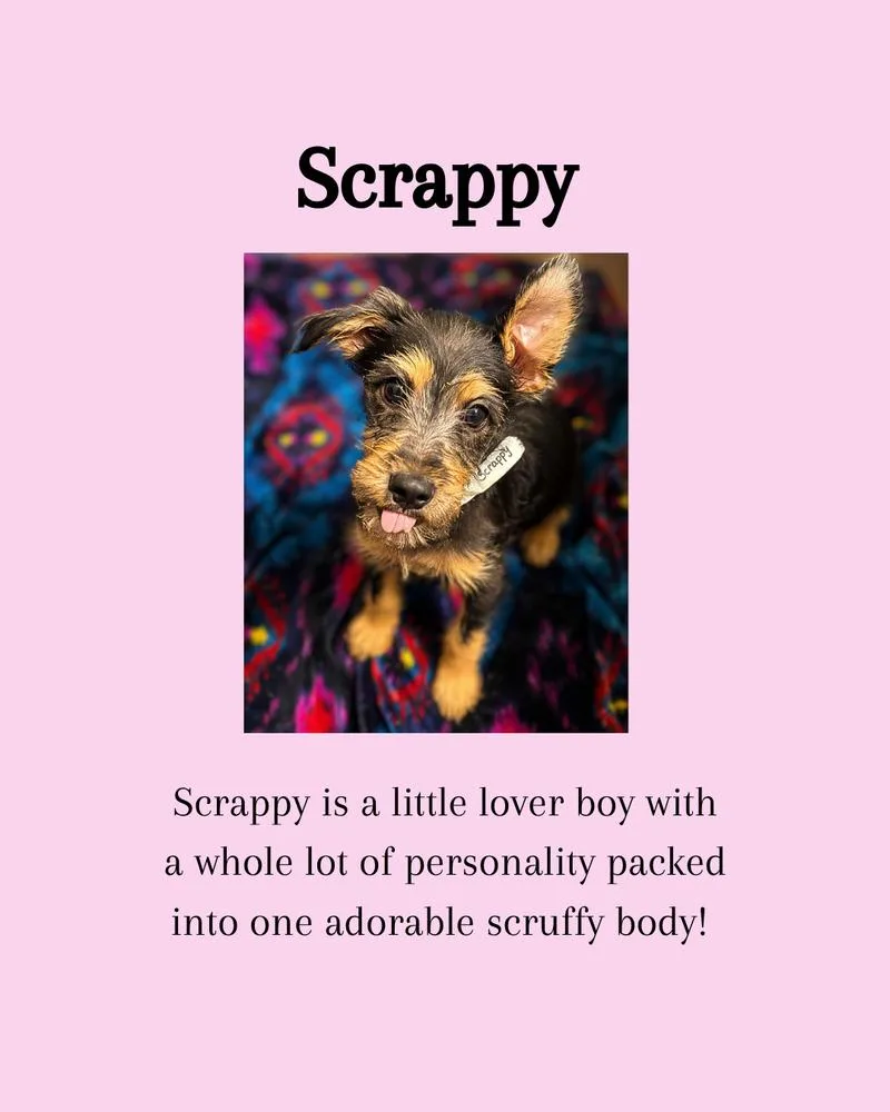 Scrappy Snuggles thumbnail 2