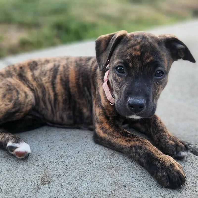 A baby medium-sized female Brindle Pit Bull Terrier dog named Lisa Marie for adoption in Centralia, WA