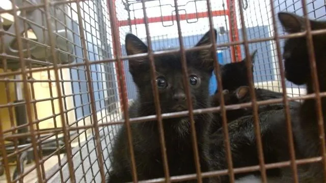 A baby small-sized female Domestic Short Hair cat named Watchamacallit for adoption in Miami, FL