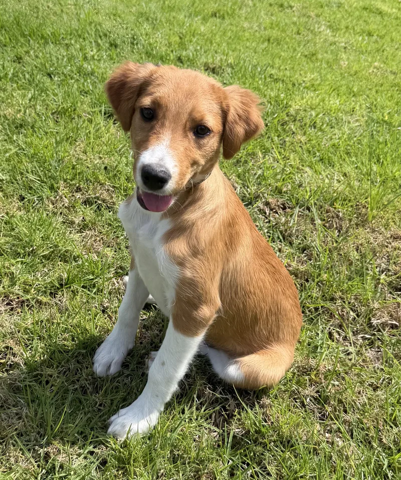 A baby medium-sized female Golden Hound dog named Betsy for adoption in Austin, TX