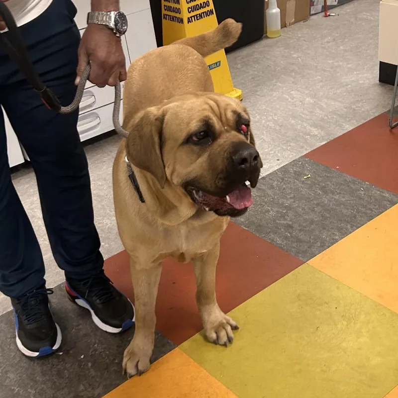 An adult large-sized female Yellow / Tan / Blond / Fawn Mixed Breed dog named Tahri for adoption in Philadelphia, PA