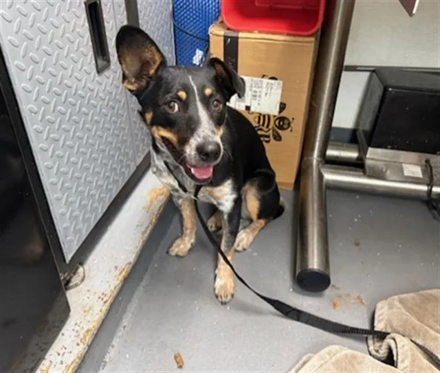 A young medium-sized female Australian Cattle Dog / Blue Heeler dog named Denali for adoption in Antioch, CA