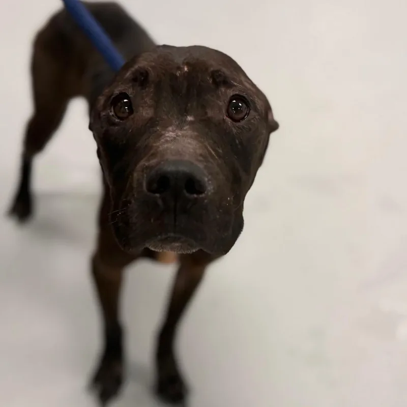 An adult medium-sized female Black Mixed Breed dog named Cammie for adoption in Philadelphia, PA