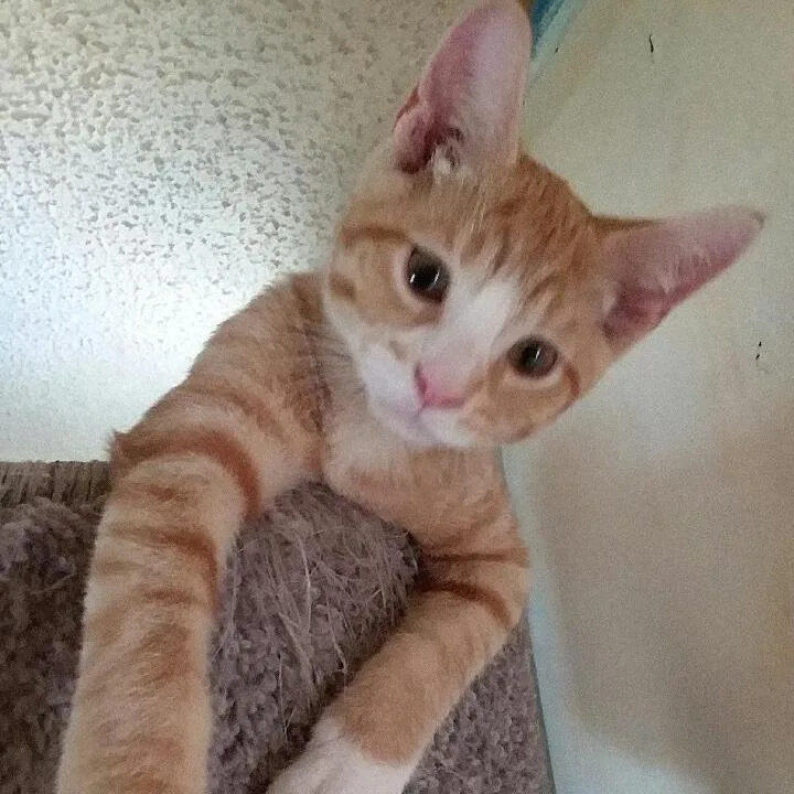 A baby small-sized male Orange / Red Domestic Short Hair cat named Boyo for adoption in Rochester, MN