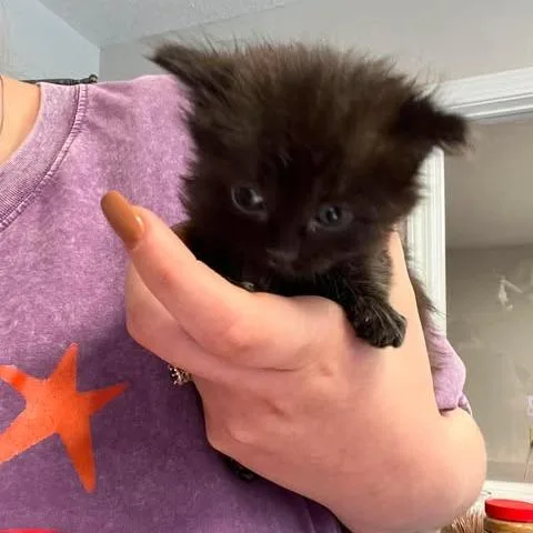 A baby small-sized female Black Domestic Short Hair cat named Amethyst for adoption in Edwardsville, IL