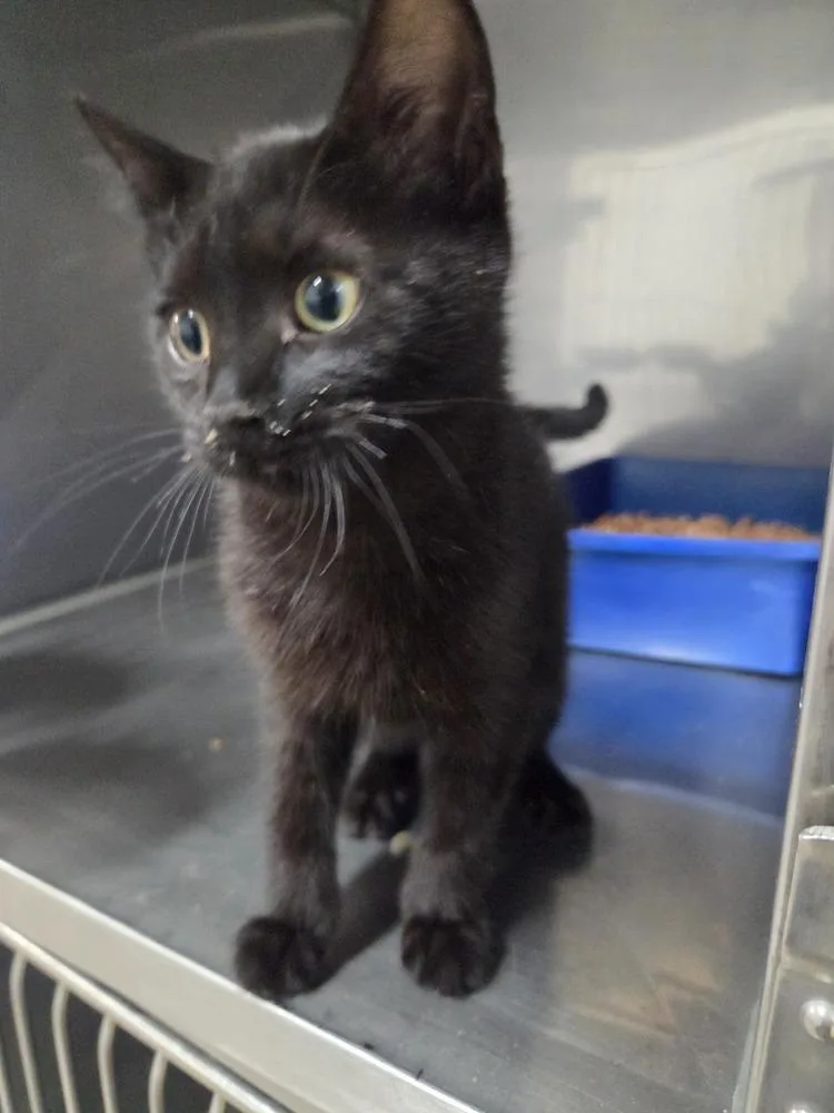A young small-sized male Domestic Short Hair cat named Huck for adoption in Salmon, ID