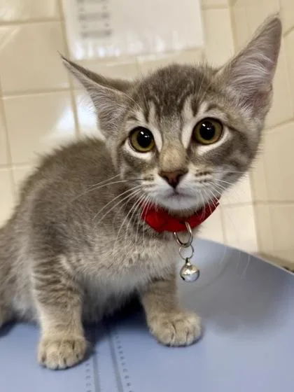 A young small-sized female Domestic Short Hair cat named Sandy for adoption in San Antonio, TX
