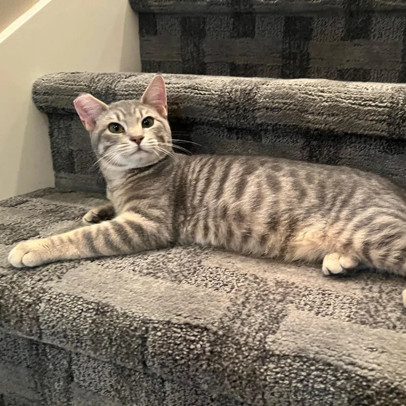 A young small-sized male Gray / Blue / Silver Domestic Short Hair cat named Molasses for adoption in Springfield, OR