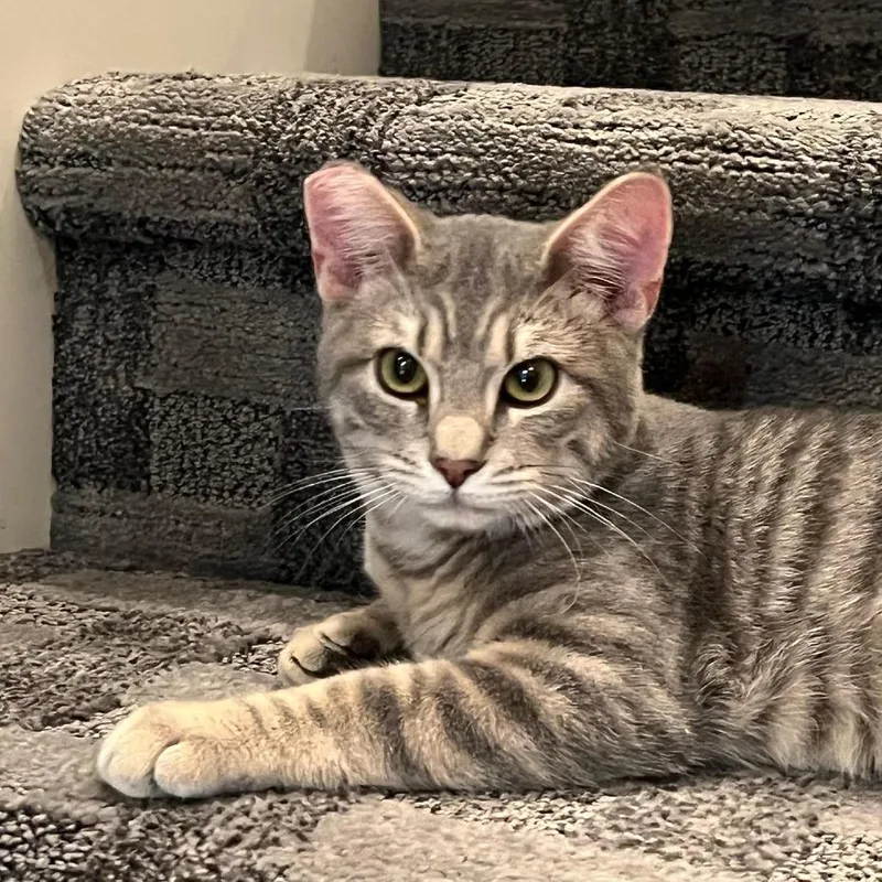 Molasses thumbnail 2