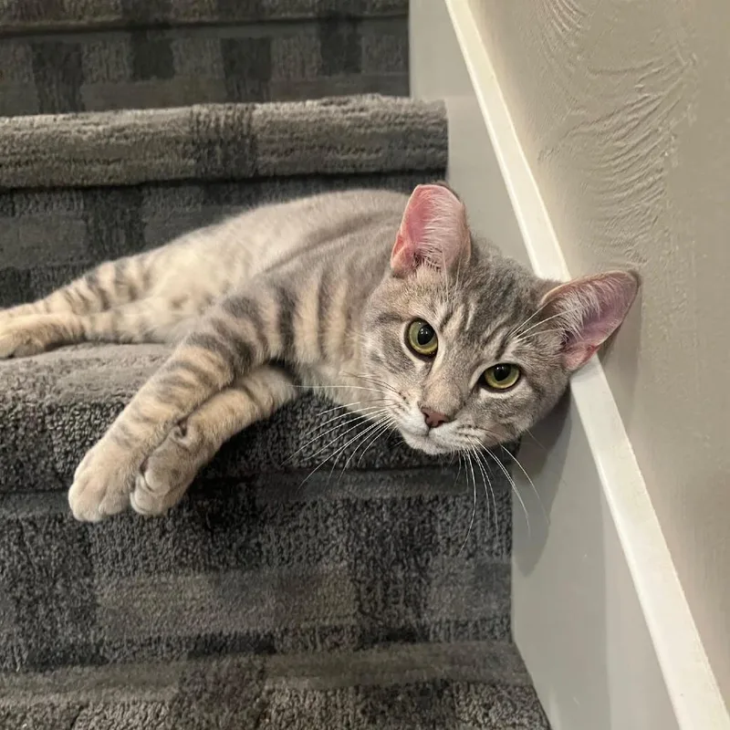 Molasses thumbnail 3