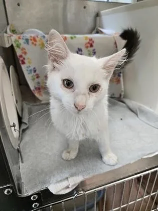 Stuart Little