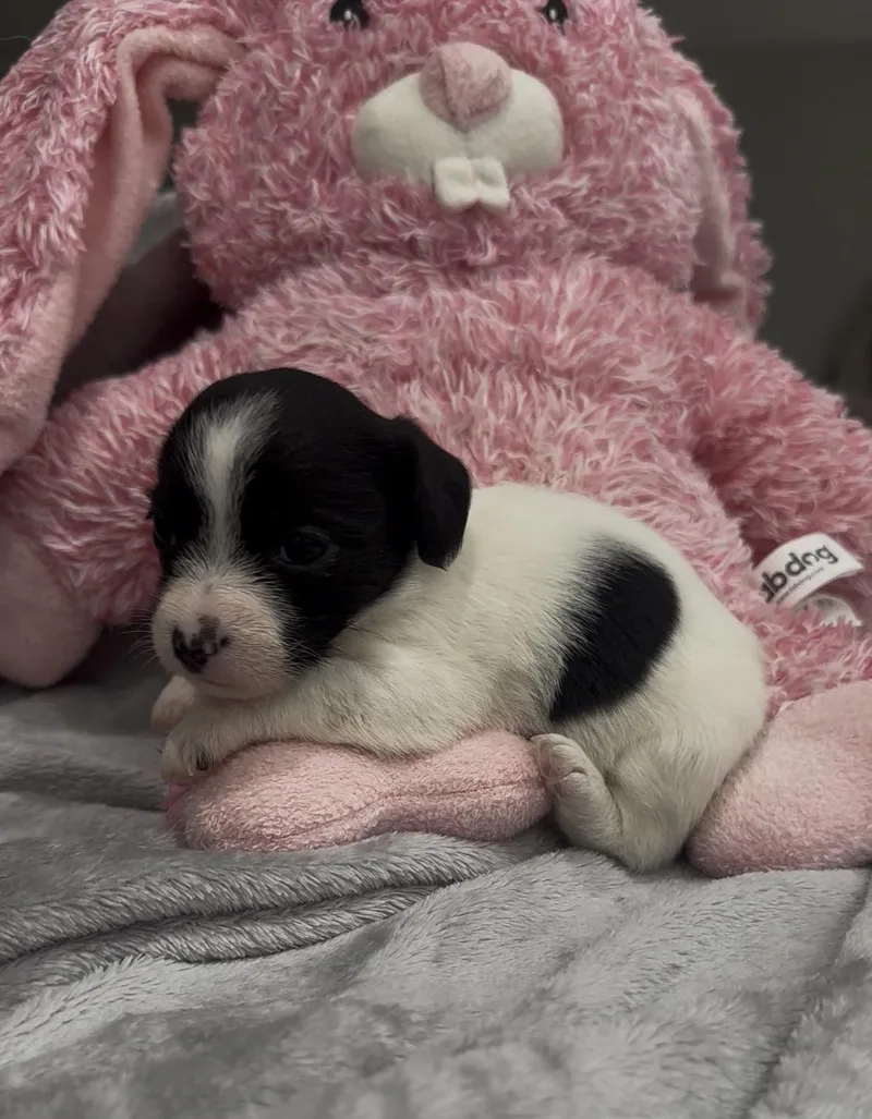 Raindrop thumbnail 5