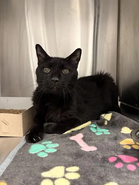 A senior medium-sized male Domestic Short Hair cat named Tiger for adoption in Indianapolis, IN