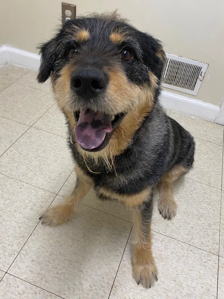 An adult large-sized male Terrier dog named Peluche for adoption in Fall River, MA