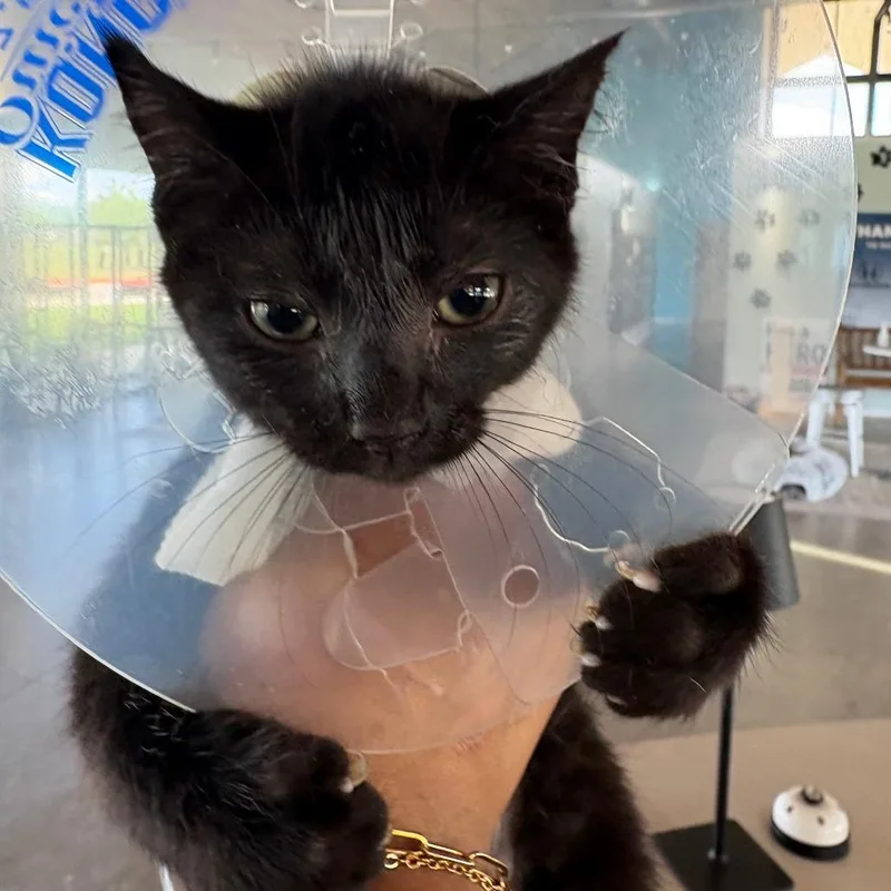 A baby small-sized female Black Domestic Medium Hair cat named Penelope for adoption in Leander, TX