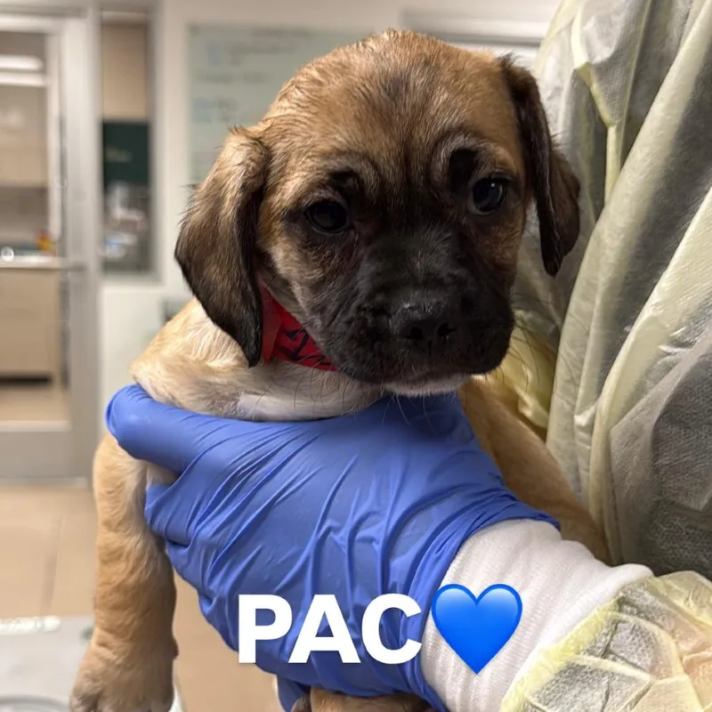 A baby small-sized male Pug dog named Pac A for adoption in Mission Hills, CA