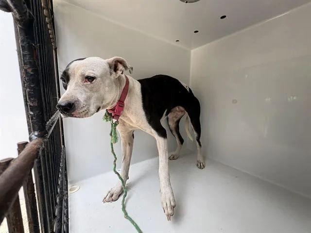 A young large-sized female Pit Bull Terrier dog named Piper for adoption in Augusta, GA
