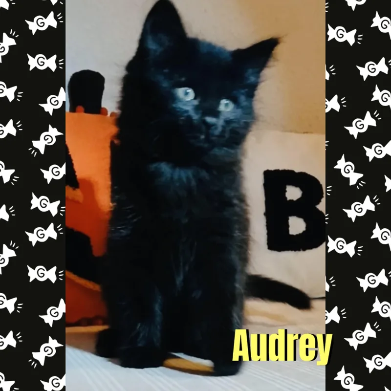 A baby medium-sized female Black Domestic Medium Hair cat named Audrey for adoption in Red Lodge, MT