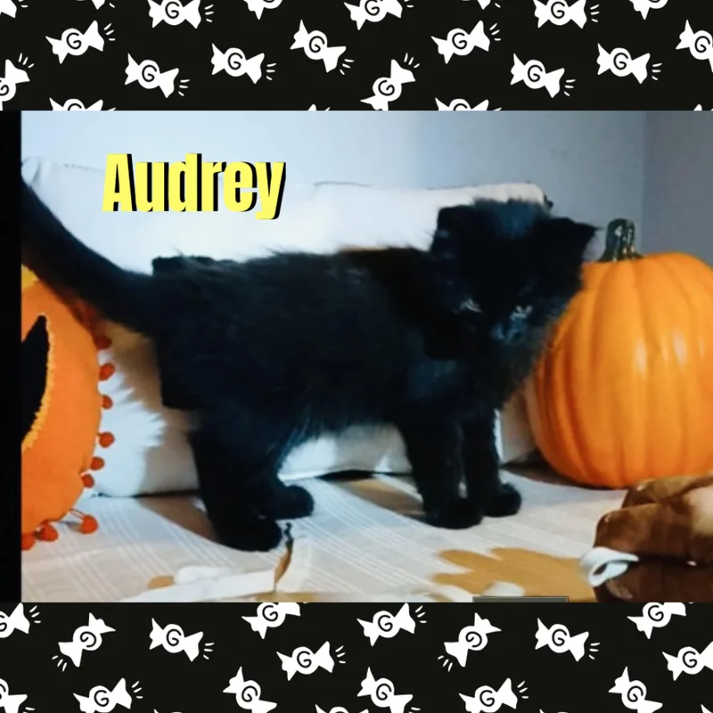 Audrey thumbnail 2