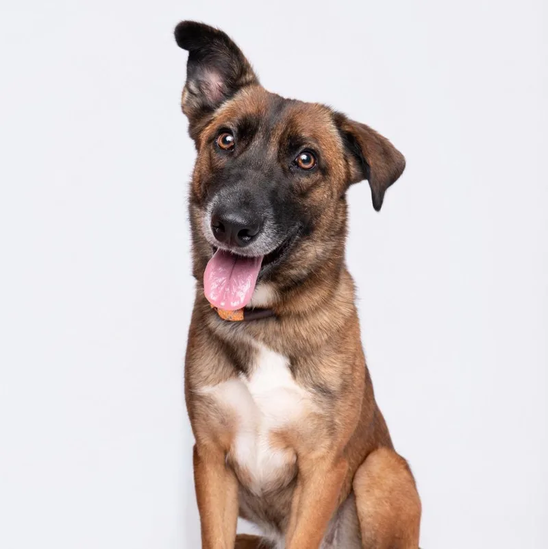 A young medium-sized female German Shepherd Dog dog named Blossom for adoption in Humble, TX