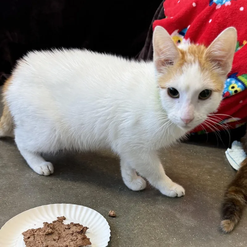 A young medium-sized male Orange / Red Domestic Short Hair cat named Sourdough for adoption in Fort Wayne, IN