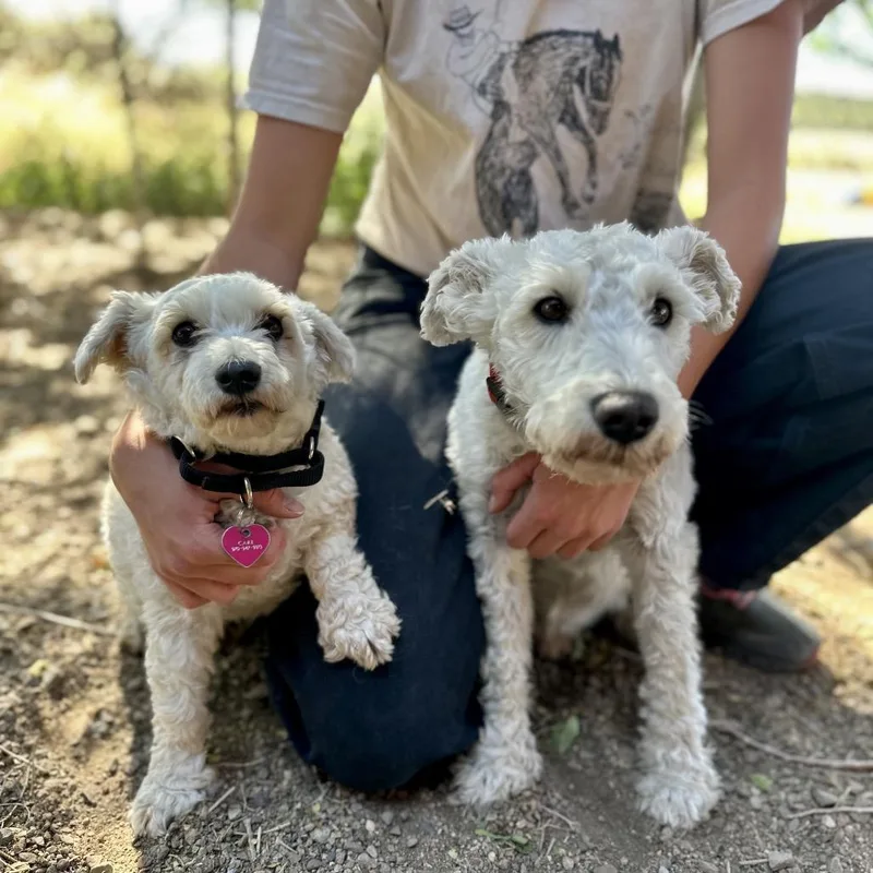 A senior small-sized male White / Cream Schnauzer dog named Norman for adoption in Glenwood Springs, CO