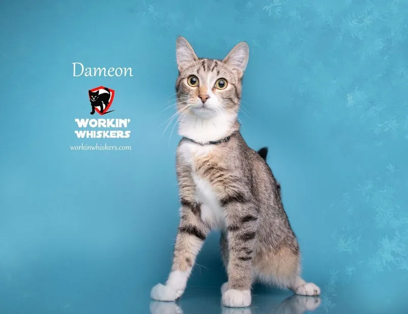 Dameon thumbnail 5