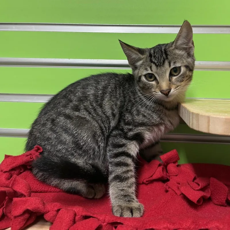 A baby small-sized female Brown / Chocolate Domestic Short Hair cat named Jigglypuff for adoption in Naples, FL