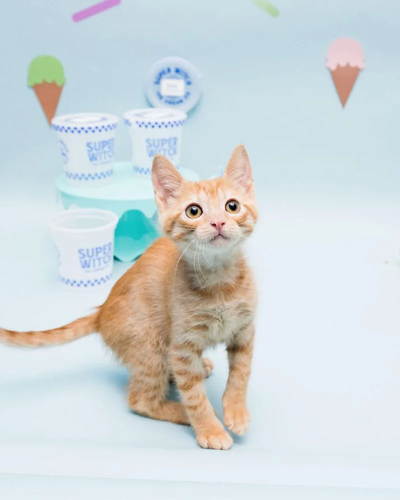 A baby medium-sized male Tabby (Orange / Red) Domestic Short Hair cat named Bruno Mars for adoption in Jefferson, LA