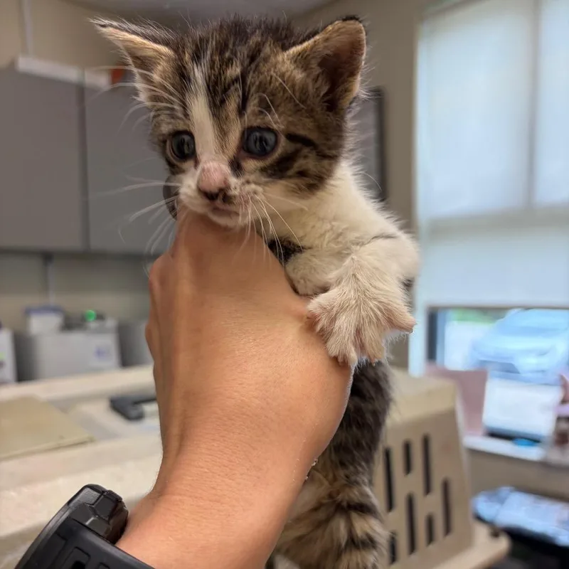 A baby small-sized female Domestic Short Hair cat named Snap for adoption in Red House, WV