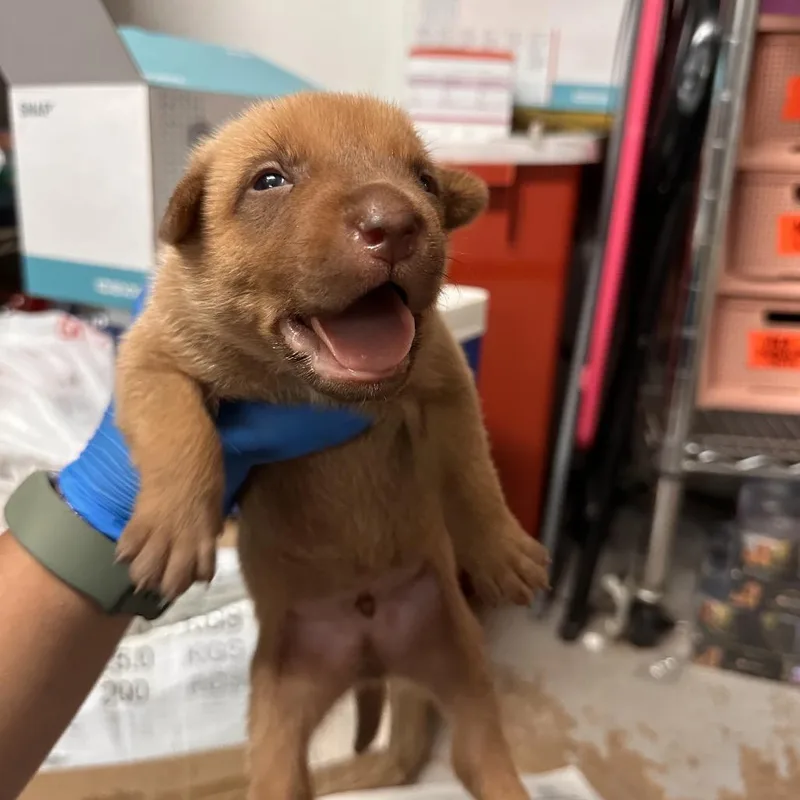 A baby medium-sized male Brown / Chocolate Shepherd dog named Jakob for adoption in Edinburg, TX