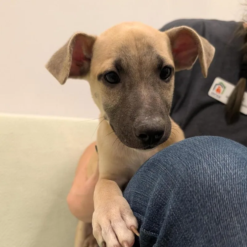 A baby medium-sized male Yellow / Tan / Blond / Fawn Mixed Breed dog named Almond for adoption in Washington Township, OH